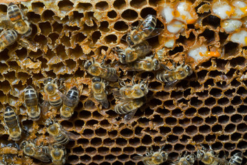 Bees on honeycomb 1