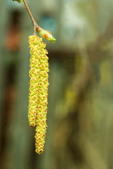 The first heat, the first spring flowers