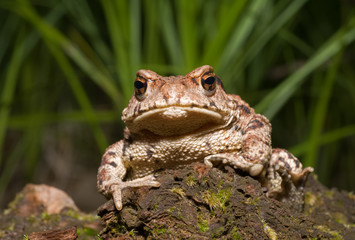Toad on moss