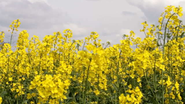 Rapeseed Plants Swaying In The Wind