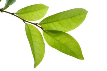 Fototapeta premium tree leaf isolated on the white background.