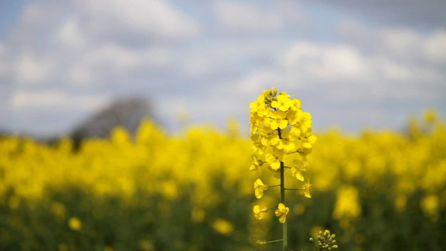 Rapeseed Plant Swaying In The Wind