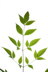 tree leaf isolated on the white  background.