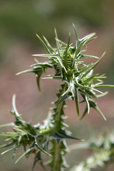 Thorn
