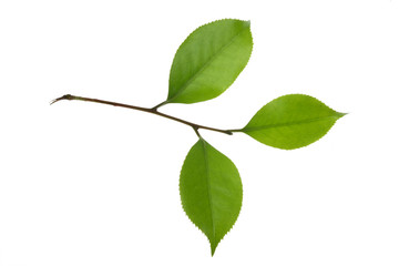 tree leaf isolated on the white  background.