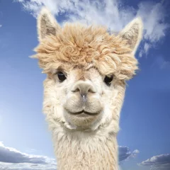 Peel and stick wall murals Lama White alpaca watching you in front of blue sky with clouds