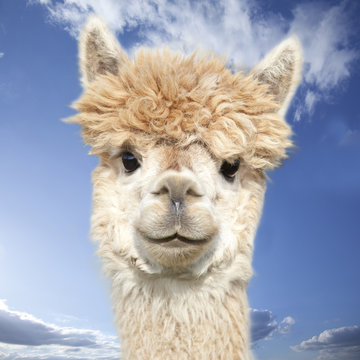 White alpaca watching you in front of blue sky with clouds