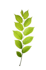 tree leaf isolated on the white  background.