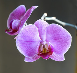 orchid, macro, mauve