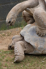 Obraz premium Aldabra Giant Tortoise: Mating