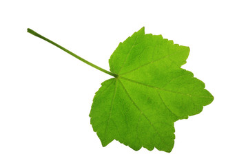 Tree leaf and white background