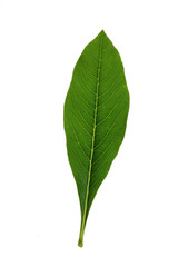 Tree leaf and white background