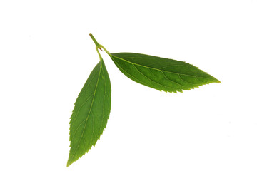 Tree leaf and white background