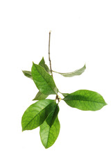 tree leaf isolated on the white  background.