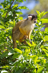 Squirrel monkey