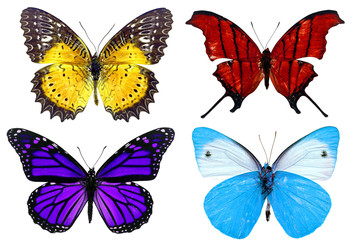 Plakat Niektóre różne motyle na białym