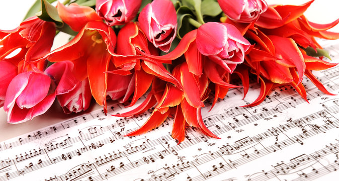red tulips with music sheet page