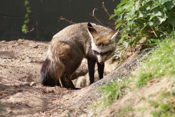 Naklejka na ściany i meble Bat-eared Fox