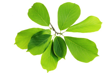 tree leaf isolated on the white  background.