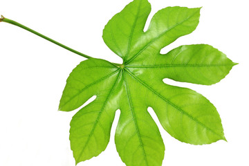 tree leaf isolated on the white  background.