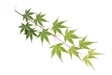 tree leaf isolated on the white  background.