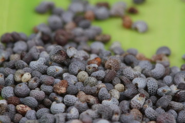 Poppy seed