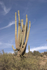 Saguaro Cactus