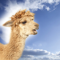 Crying alpaca in front of blue sky