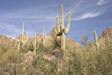 Saguaro Cactus on the Apache Trail, Arizona