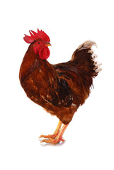 One live rooster on the white