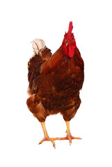 One live rooster on the white