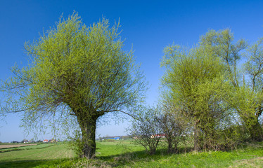 Obraz premium Spring