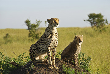 leopardi nel parco Masai Mara