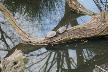 European Pond Turtles: Basking on Log