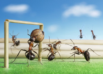 micro football, ants play soccer with pepper seed