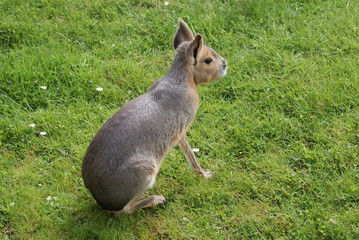 Patagonian Mara