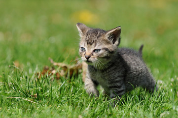 Laufendes Katzenkind