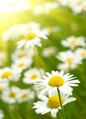 Fototapeta premium White and yellow daisies
