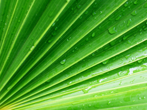 Fototapeta palm tree leaf
