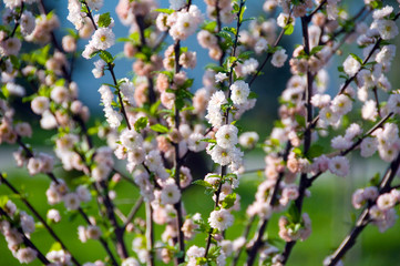 Blossoming tree
