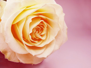 yellow rose on pink background