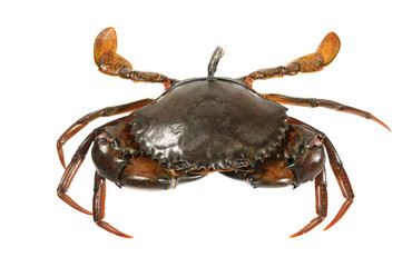 Live Crab On White Background