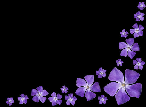 Fototapeta Periwinkle purple flowers - Vinca minor - isolated on Black
