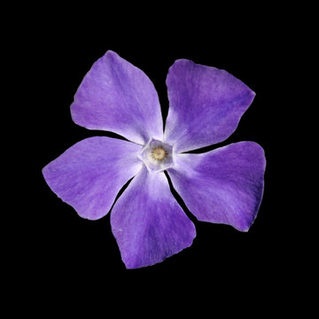 Fototapeta Periwinkle purple flower - Vinca minor - isolated on Black