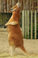 Kangourou roux