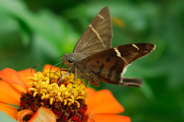 Potrillo skipper - (Cabares potrillo)