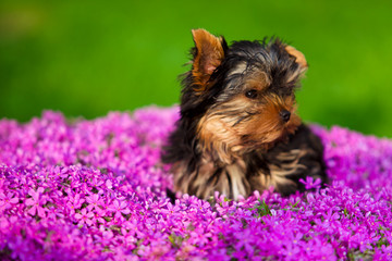 Little dog - Yorkshire Terrier