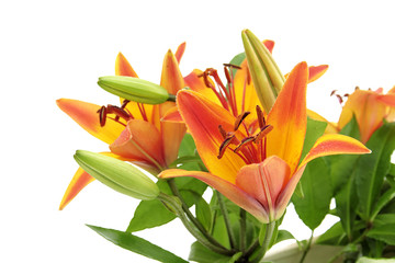 Bouquet de lys sur fond blanc