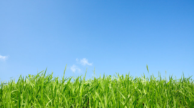 Grass and clear sky