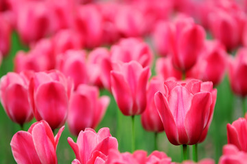 Obraz premium Field of tulips